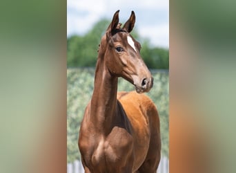 Westfaliano, Semental, Potro (02/2025), 170 cm, Alazán-tostado