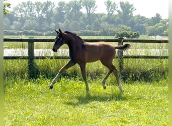 Westfaliano, Semental, Potro (04/2026), 170 cm, Castaño oscuro