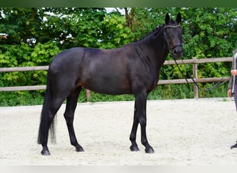 Westfaliano, Semental, Potro (05/2026), 170 cm, Morcillo