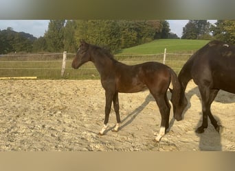 Westfaliano, Semental, Potro (05/2025), 172 cm, Castaño oscuro