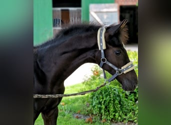 Westfaliano, Semental, , 172 cm, Negro