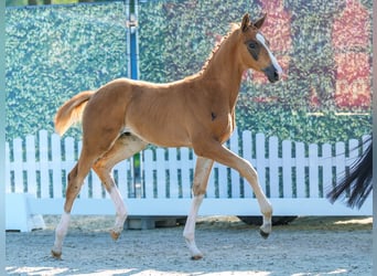 Westfaliano, Semental, Potro (04/2026), Alazán
