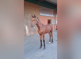 Westfaliano, Semental, Potro (05/2025), Castaño