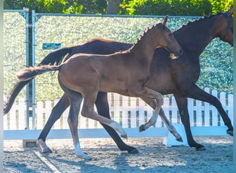Westfaliano, Semental, Potro (05/2026), Castaño