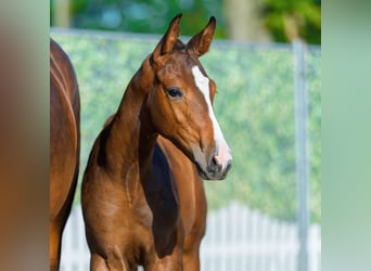 Westfaliano, Semental, Potro (05/2026), Castaño