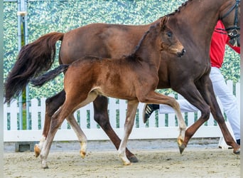 Westfaliano, Semental, Potro (02/2026), Castaño