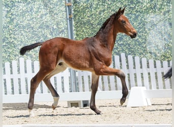 Westfaliano, Semental, Potro (02/2026), Castaño