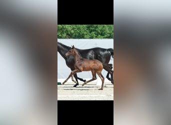 Westfaliano, Semental, Potro (05/2023), Castaño oscuro