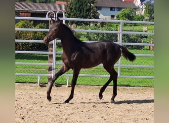 Westfaliano, Semental, Potro (05/2023), Castaño oscuro