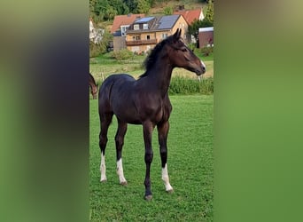 Westfaliano, Semental, Potro (04/2023), Castaño oscuro
