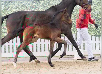 Westfaliano, Semental, Potro (02/2026), Morcillo