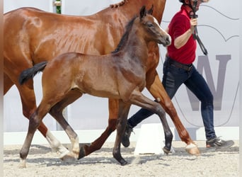 Westfaliano, Semental, Potro (05/2023), Musgo