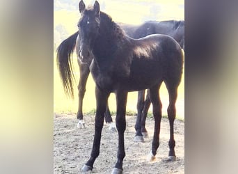 Westfaliano, Semental, Potro (04/2023), Negro