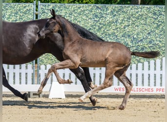 Westfaliano, Semental, Potro (04/2026), Negro