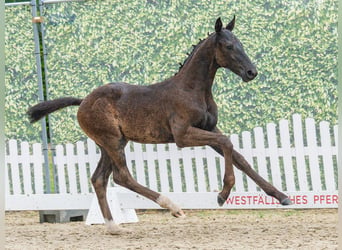 Westfaliano, Semental, Potro (04/2026), Negro