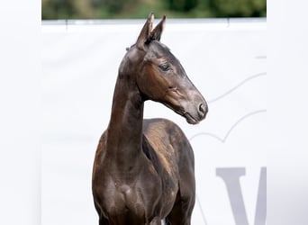 Westfaliano, Semental, Potro (04/2023), Negro