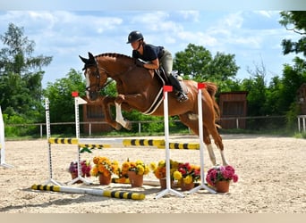 Westfaliano, Stallone, 10 Anni, 168 cm, Sauro scuro