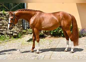 Westfaliano, Stallone, 10 Anni, 168 cm, Sauro scuro