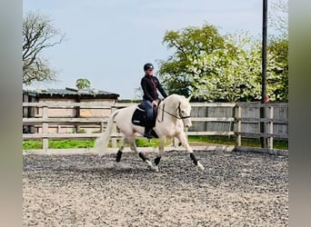 Westfaliano Mix, Stallone, 14 Anni, 163 cm, Cremello