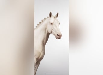 Westfaliano Mix, Stallone, 14 Anni, 163 cm, Cremello