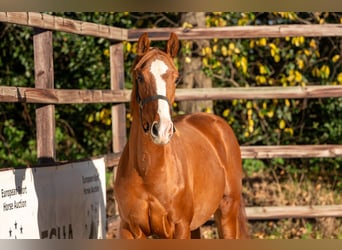 Westfaliano, Stallone, 1 Anno, 152 cm, Sauro