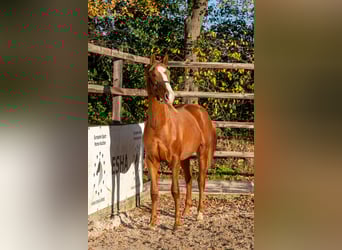 Westfaliano, Stallone, 1 Anno, 152 cm, Sauro