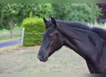 Westfaliano, Stallone, 1 Anno, 162 cm, Morello