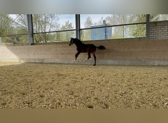 Westfaliano, Stallone, 1 Anno, 180 cm, Baio