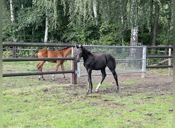 Westfaliano, Stallone, 1 Anno, Baio nero