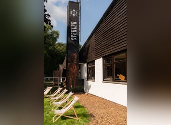 Westfaliano, Stallone, 1 Anno, Sauro