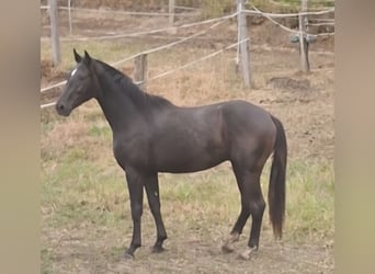 Westfaliano, Stallone, 2 Anni, 161 cm, Baio nero