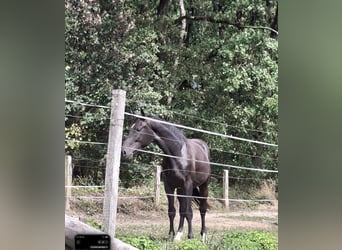 Westfaliano, Stallone, 2 Anni, 161 cm, Baio nero