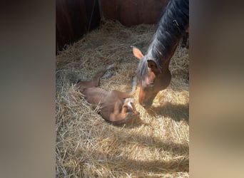 Westfaliano, Stallone, 2 Anni, 163 cm, Baio