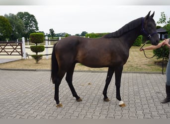 Westfaliano, Stallone, 2 Anni, 164 cm, Baio nero