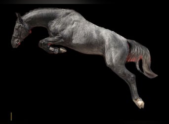 Westfaliano, Stallone, 2 Anni, 164 cm, Grigio pezzato