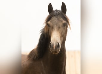 Westfaliano, Stallone, 2 Anni, 164 cm, Pelle di daino