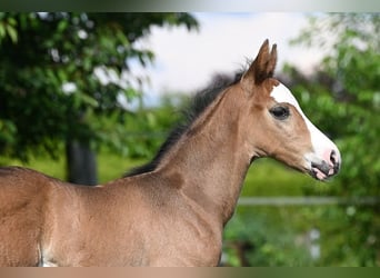 Westfaliano, Stallone, 2 Anni, 165 cm, Baio nero