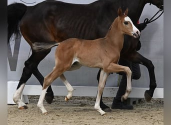 Westfaliano, Stallone, 2 Anni, 165 cm, Baio nero