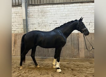 Westfaliano, Stallone, 2 Anni, 165 cm, Morello