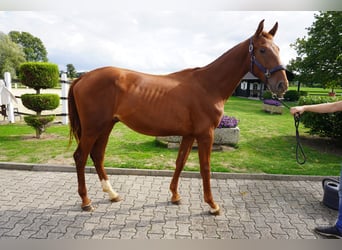 Westfaliano, Stallone, 2 Anni, 165 cm, Sauro