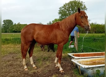 Westfaliano, Stallone, 2 Anni, 165 cm, Sauro scuro