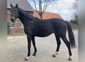 Westfaliano, Stallone, 2 Anni, 166 cm, Baio scuro