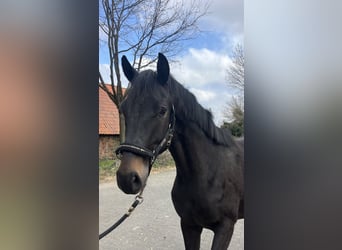 Westfaliano, Stallone, 2 Anni, 166 cm, Baio scuro