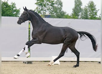 Westfaliano, Stallone, 2 Anni, 166 cm, Morello