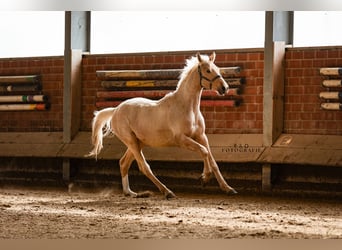 Westfaliano, Stallone, 2 Anni, 166 cm, Palomino