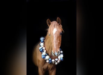 Westfaliano, Stallone, 2 Anni, 166 cm, Sauro