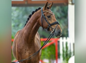 Westfaliano, Stallone, 2 Anni, 167 cm, Baio