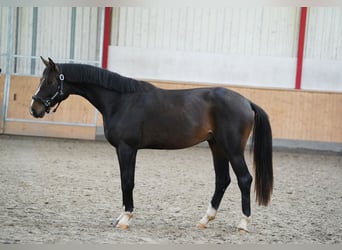 Westfaliano, Stallone, 2 Anni, 167 cm, Baio scuro