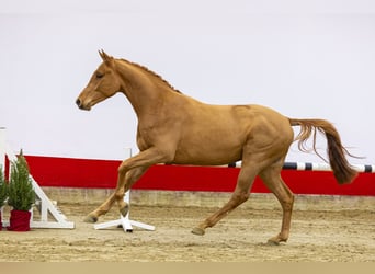 Westfaliano, Stallone, 2 Anni, 167 cm