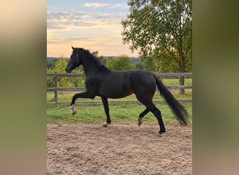 Westfaliano, Stallone, 2 Anni, 169 cm, Baio scuro